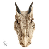 Draco Dragon Skull Incense Holder